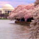 Cherry blossoms blooming earlier due to global warming US