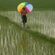 Monsoon picking up, no need to be 'alarmist' Govt