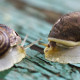 snail
