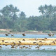 Cuttack