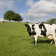 cow-1