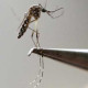 zika