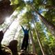 forestbathing