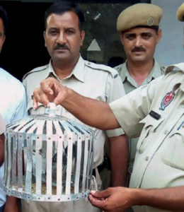Gurdaspur: Police officials showing a Pakistani pigeon (in cage) that was captured by BSF jawans in Bamiyal sector, with a message written in Urdu that Pakistan's every child is ready to fight with India and they would take revenge of atrocities committed in Kashmir, in Gurdaspur on Sunday. PTI Photo (PTI10_3_2016_000189B)