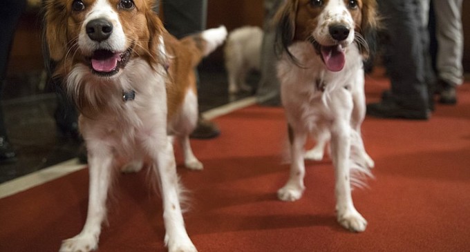 American Kennel Club adds 2 breeds to roster