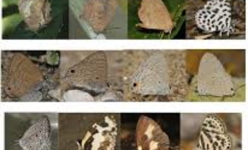 Arunachal Pradesh records 171 species of butterfly