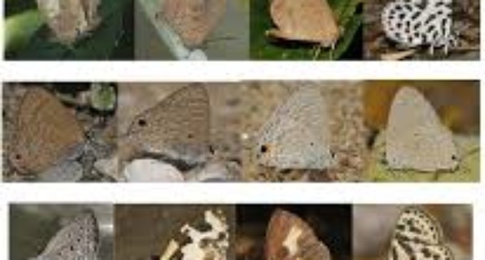 Arunachal Pradesh records 171 species of butterfly
