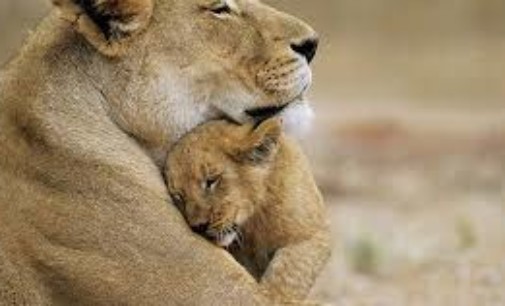 Gir National Park