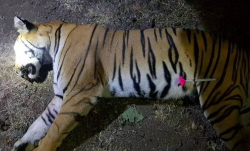 ‘Man-eater’ tigress Avni shot dead in Maharashtra