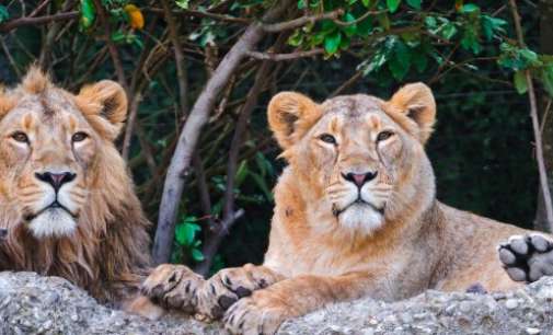 Two lions shifted for public viewing