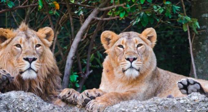 Two lions shifted for public viewing