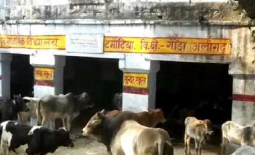To save crops, Aligarh farmers locking up stray cows in govt buildings