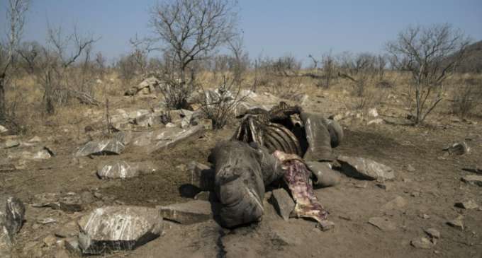 A million species risk extinction, are we one of them?