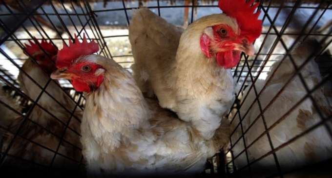 Nepal witnesses first bird flu death