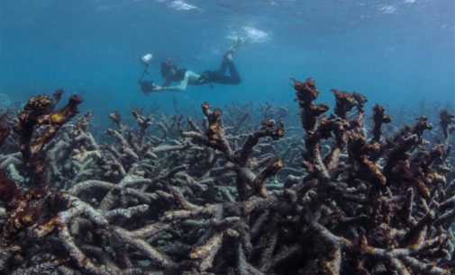 90% of Sri Lanka’s coral reefs dead: Officials