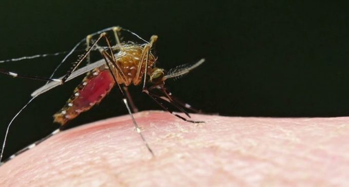 Over 60 malaria cases in Delhi, 27 of dengue