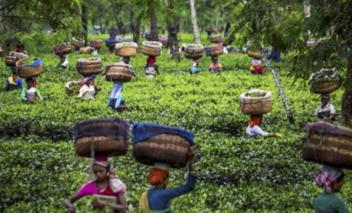 ‘Tea industry in stress with rising cost, stagnating price’