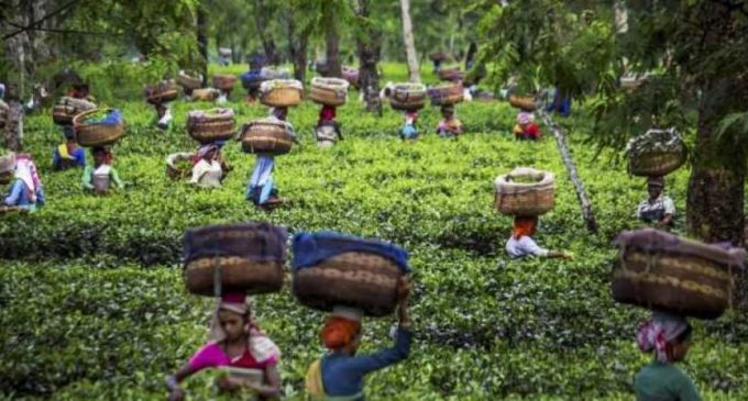 ‘Tea industry in stress with rising cost, stagnating price’