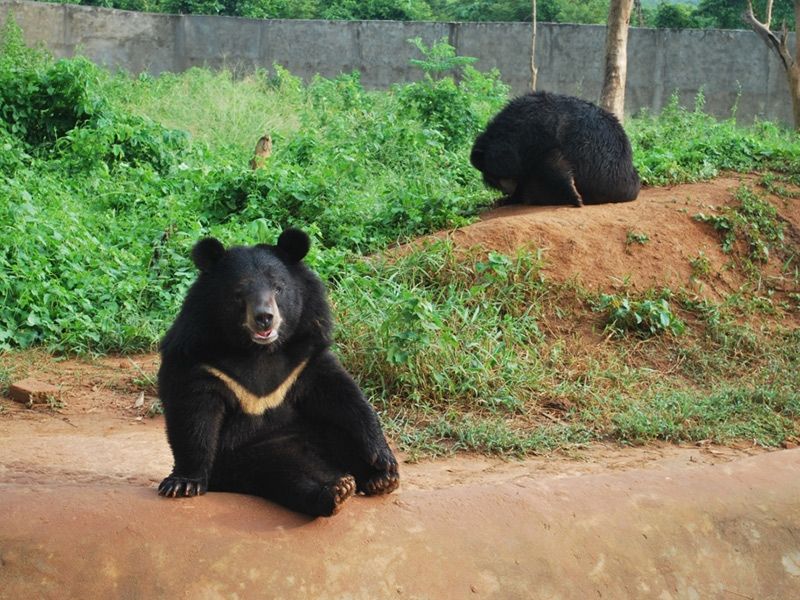 Flora of nagaland pdf picture