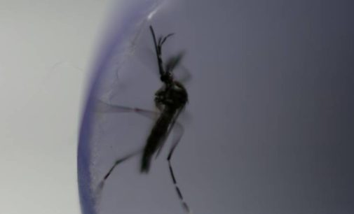 185 dengue cases in Oct, total mounts to 467 in Delhi