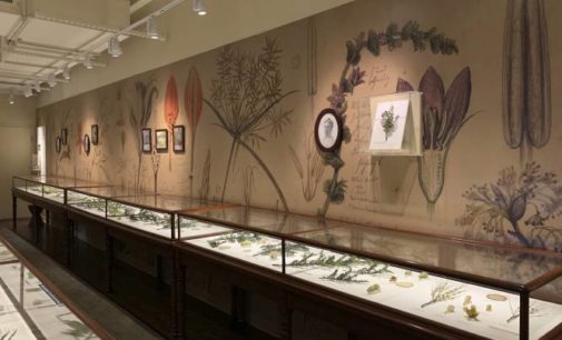 Realism of Harvard’s Glass Flowers still dazzles