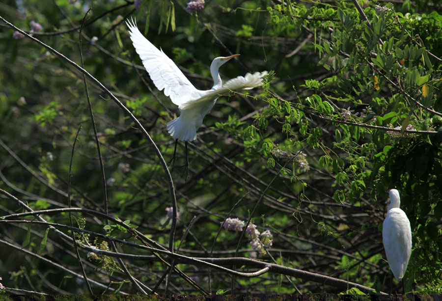 Kumarakom Bird Sanctuary