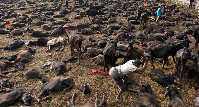 Activists to sue Nepal govt, authorities for failing to stop animal sacrifice at Gadhimai festival