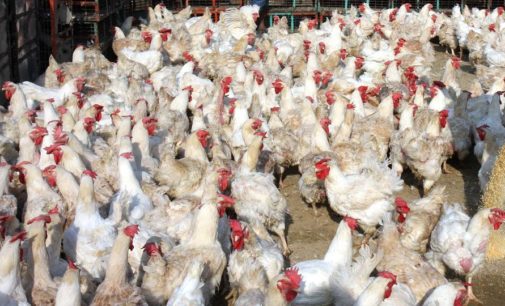 Bird flu outbreak in Chhattisgarh; over 15,000 birds culled