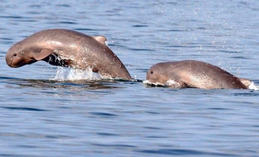 Irrawaddy Dolphins sighted in new areas of Chilika lake