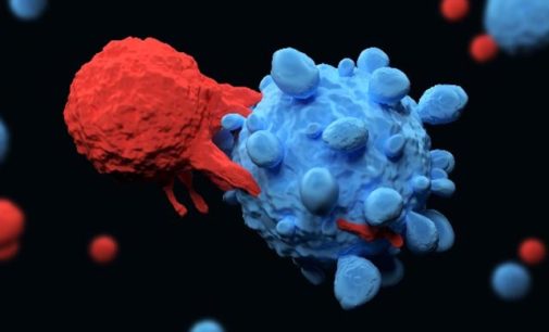 New T-cells kill all cancers without touching healthy cells