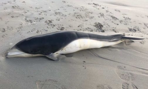 Rare deep sea dolphins wash up on Aussie beach
