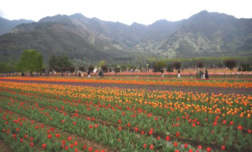 13 lakh tulips to bloom in Kashmir this year