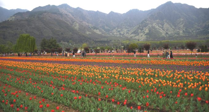 13 lakh tulips to bloom in Kashmir this year