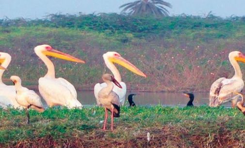 Soor Sarovar Bird Sanctuary to be developed
