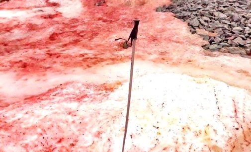 Tweeple amazed as Antarctica snow turns blood red