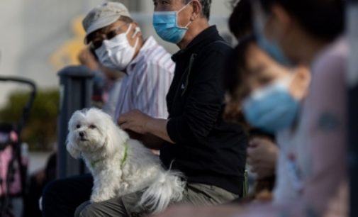 Aussie racing dogs face quarantine over canine COVID-19 outbreak