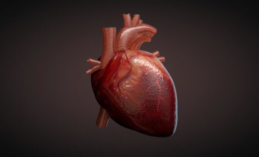 Immune cells play surprising role in heart: Study