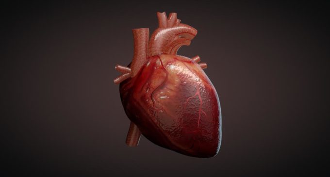 Immune cells play surprising role in heart: Study