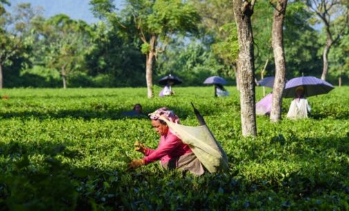 NE India tea gardens facing huge losses following lockdown