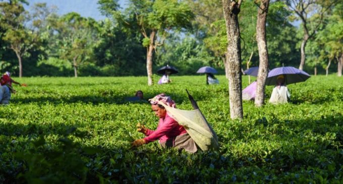 NE India tea gardens facing huge losses following lockdown