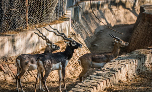 Delhi Zoo makes in-house arrangements for feeding its inmates