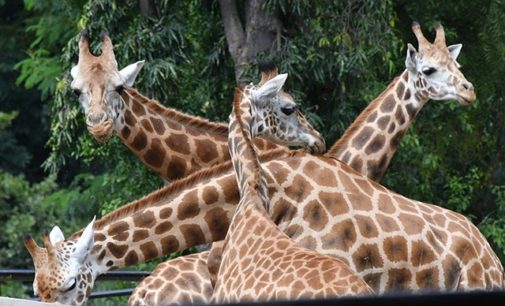 It’s Cupid times for giraffes in Bengaluru zoo