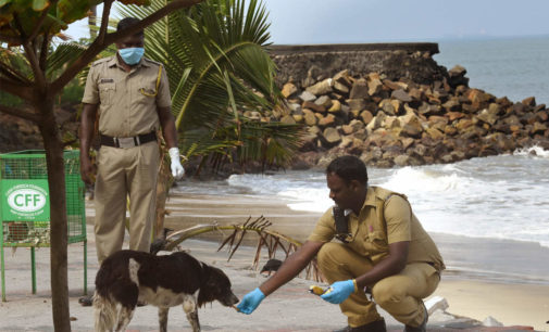 With tourists missing, Goa lifeguards feed hungry stray dogs