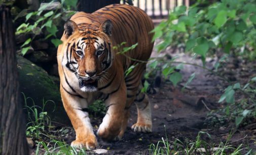 Big cat count rises to 96 in West Bengal’s Sundarbans