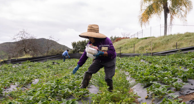 Farm Workers – ‘Essential’ But Living In Fear