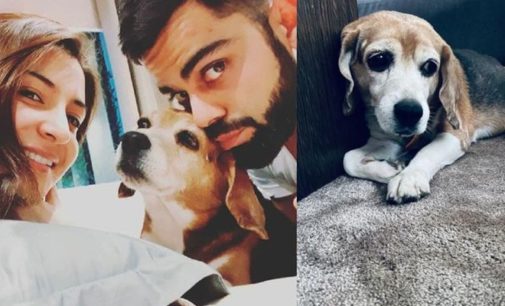 Gone to a better place: Kohli mourns death of pet dog Bruno