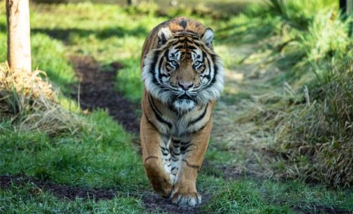 Tiger dies within minutes of being tranquilised