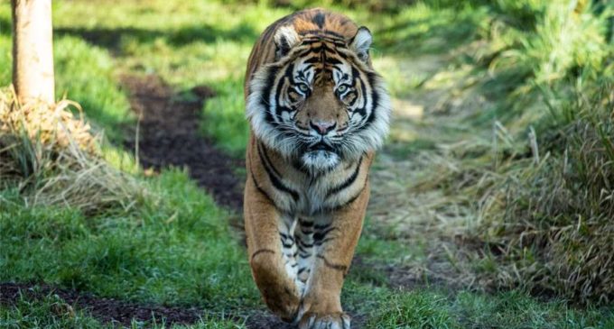 Tiger dies within minutes of being tranquilised