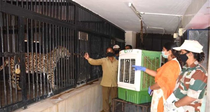 Zoos in Lucknow, Kanpur install coolers for animals