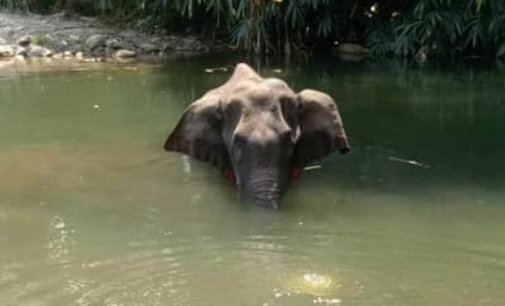 Kerala elephant death: Animal bodies demand legal action